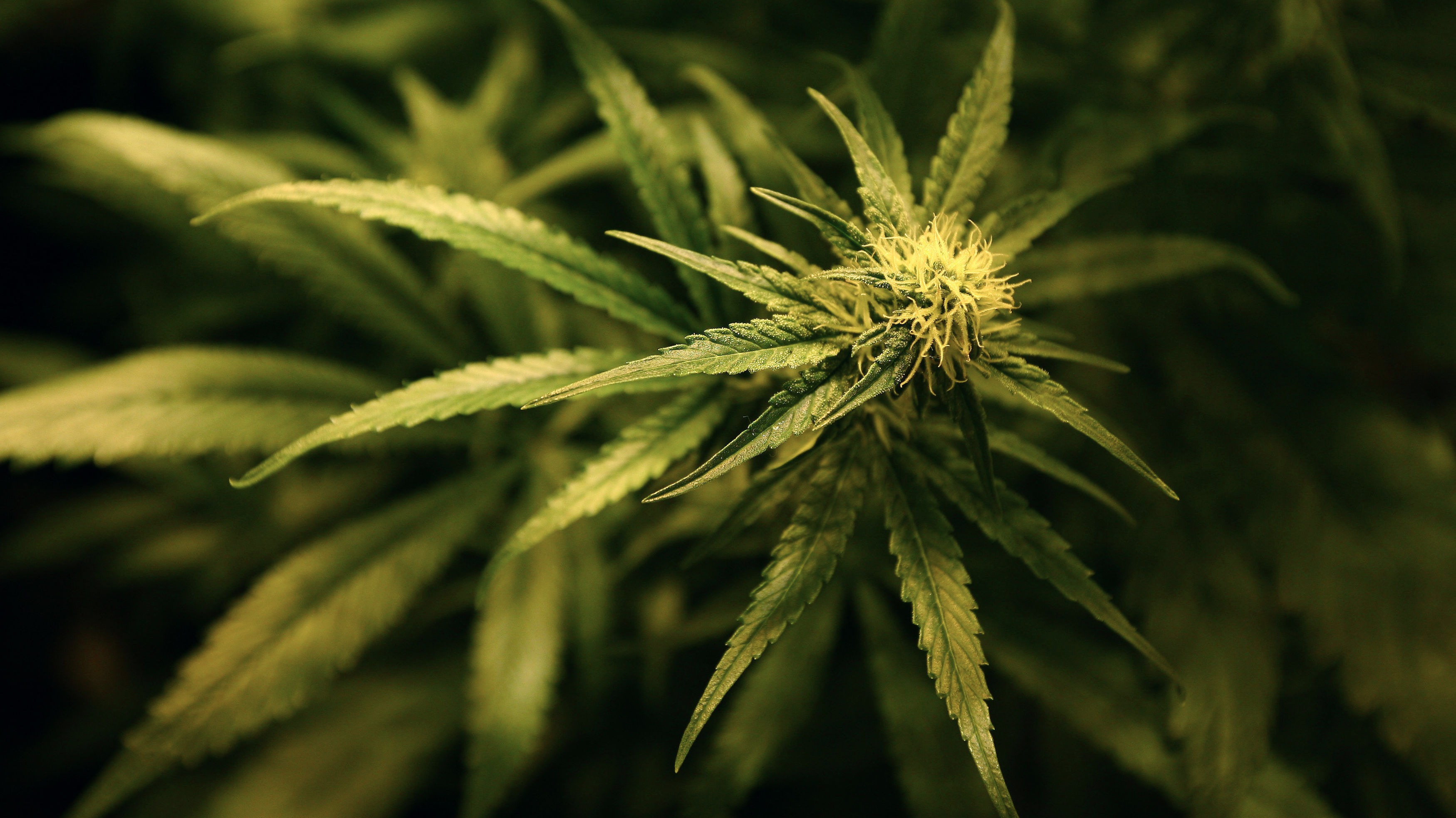 Cannabis and marijuana